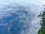 shuitianyise, water birds, serenity