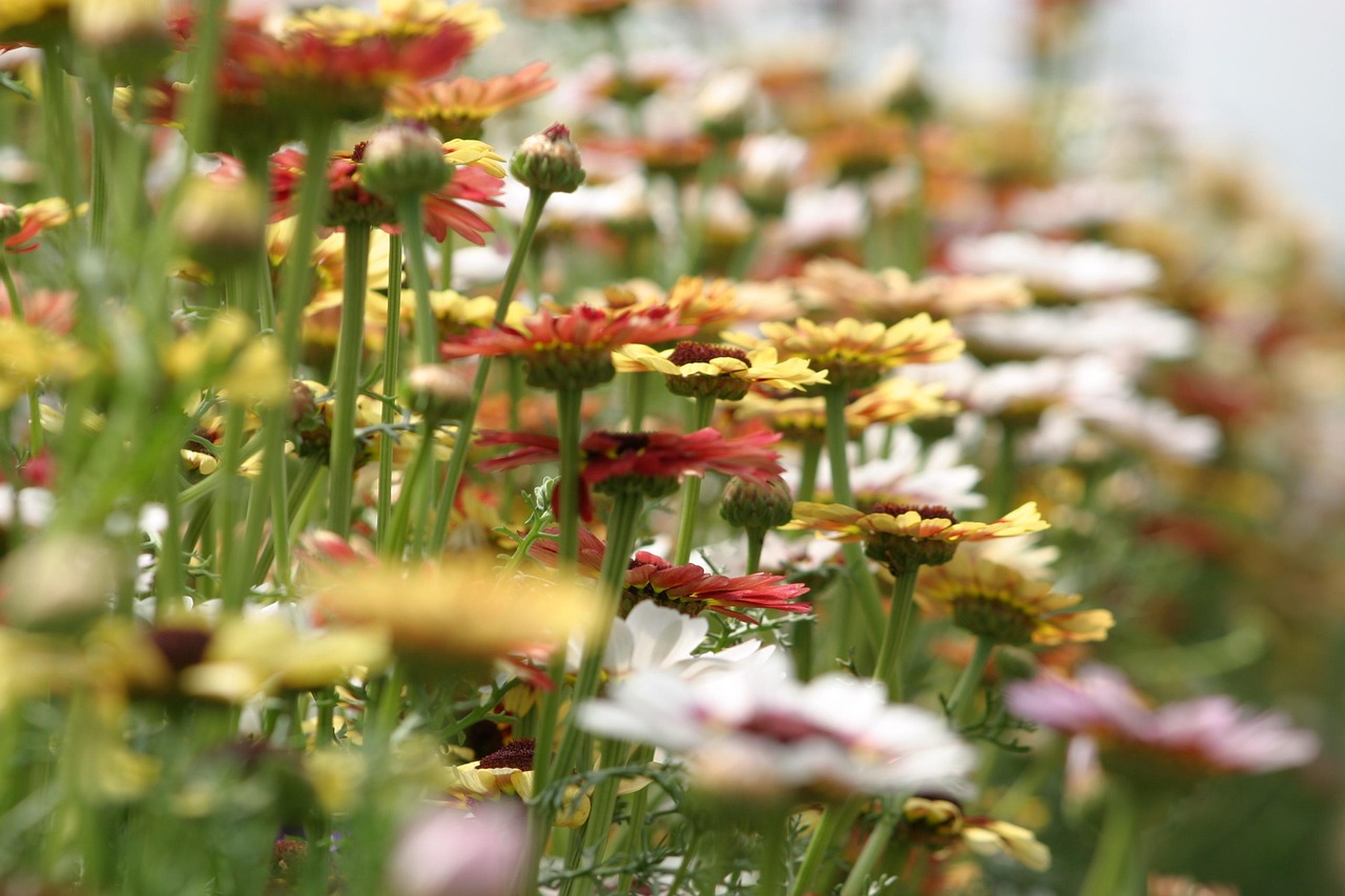 夏花 花组合 绚丽的色彩 - Pixabay上的免费照片 - Pixabay