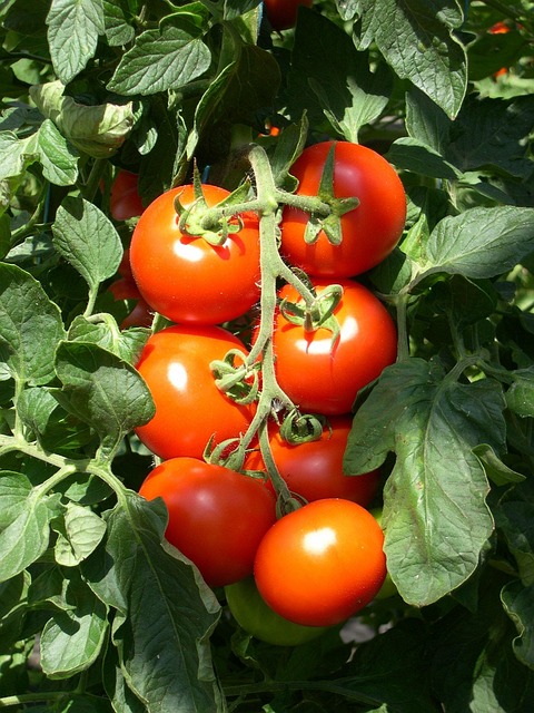 Strauchtomaten, Tomaten, Rot, Gemüse