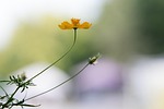marigold flower, green, flowers