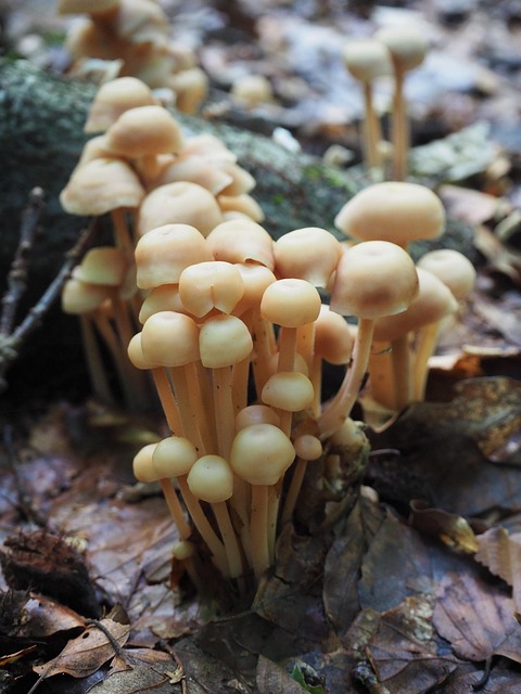 Free Forest Mushroom photo and picture