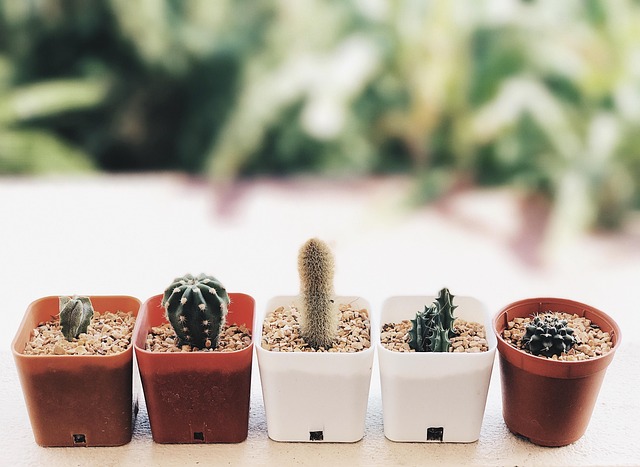 Free Tree Plant photo and picture