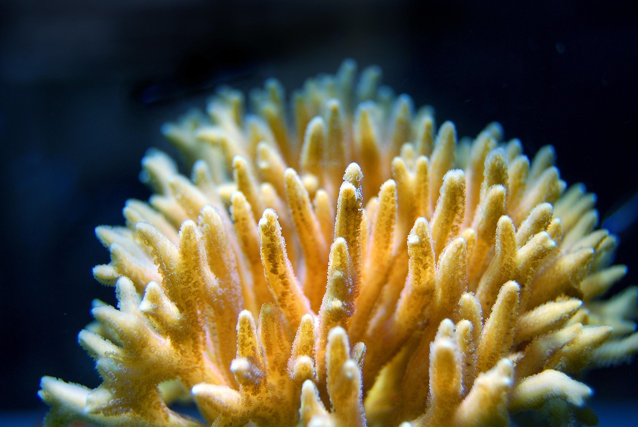 Coral - free online jigsaw puzzle photo