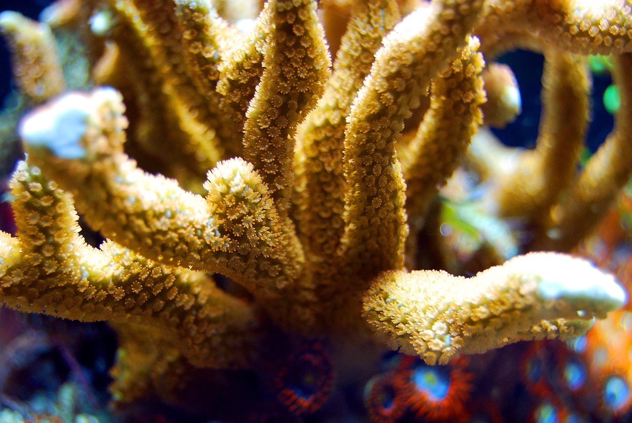 Coral - free online jigsaw puzzle photo