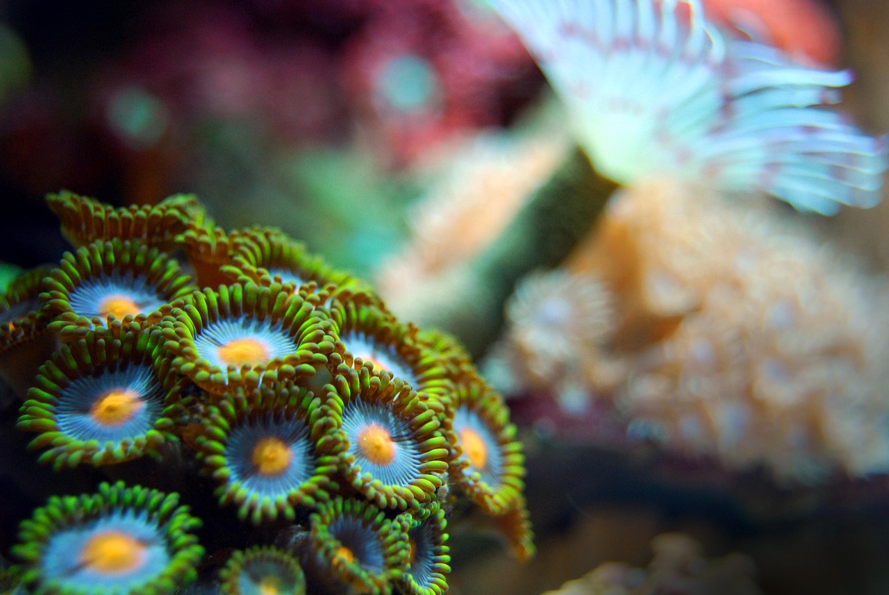 Coral - free online jigsaw puzzle photo