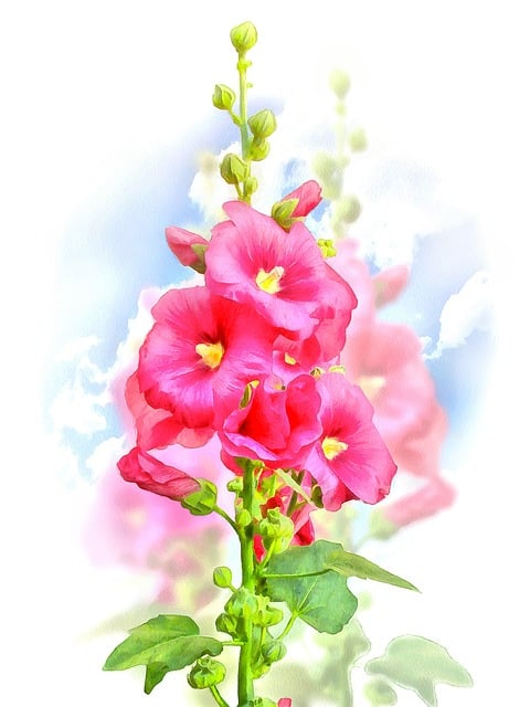 Free mallow flower nature illustration