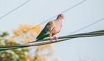 pigeon, bird, nature