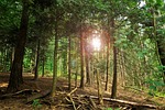 forest, trees, branches