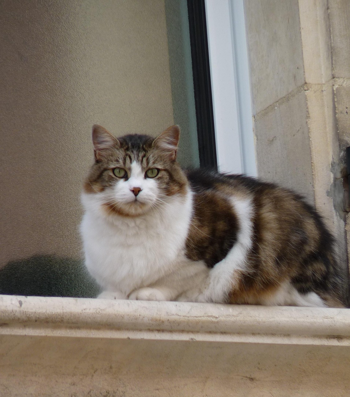 Cat Coat Animals Domestic Free photo on Pixabay Pixabay