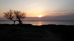 leghorn, sunset, tamarisk