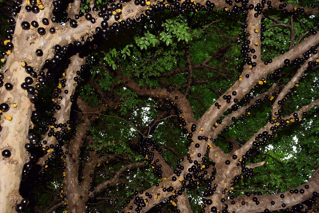 Jabuticaba Fruit Nature - Free photo on Pixabay - Pixabay