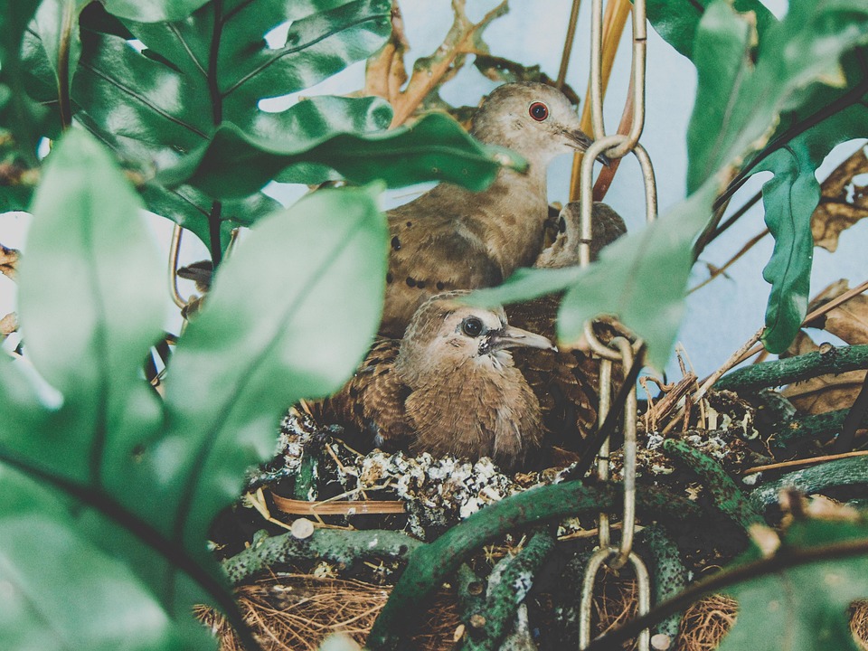 Birds Ruddy Ground Dove Nest Free Photo On Pixabay Birds Ruddy Ground Dove Nest Free Photo On Pixabay
