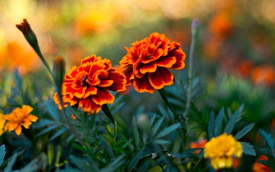 Free Most Beautiful Flower Beautiful Flowers photo and picture