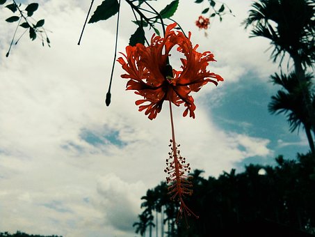 Free Beautiful Flower Sunny Day photo and picture