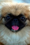 pekingese, dog, cute
