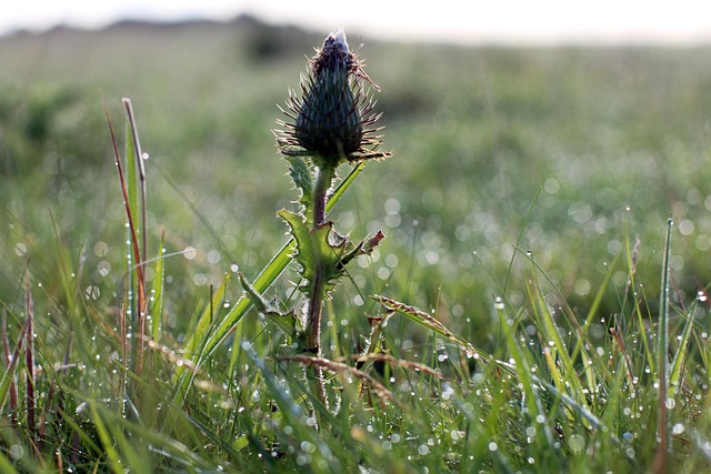 Free Bud Thistle photo and picture