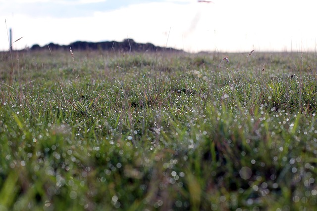Free Meadow Green photo and picture