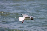black headed gull, seagull, flight