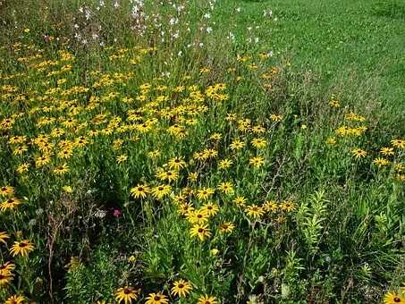 Sun Hats, Yellow, Flower, Thriving, Bed