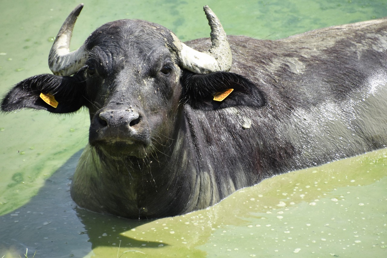 Buffalo - free online jigsaw puzzle photo