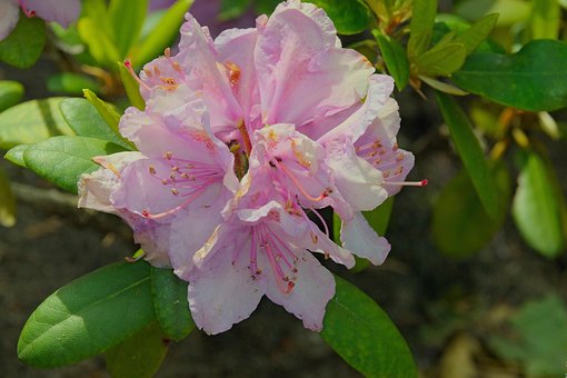 Free Rhododendron Japanese Azalea photo and picture