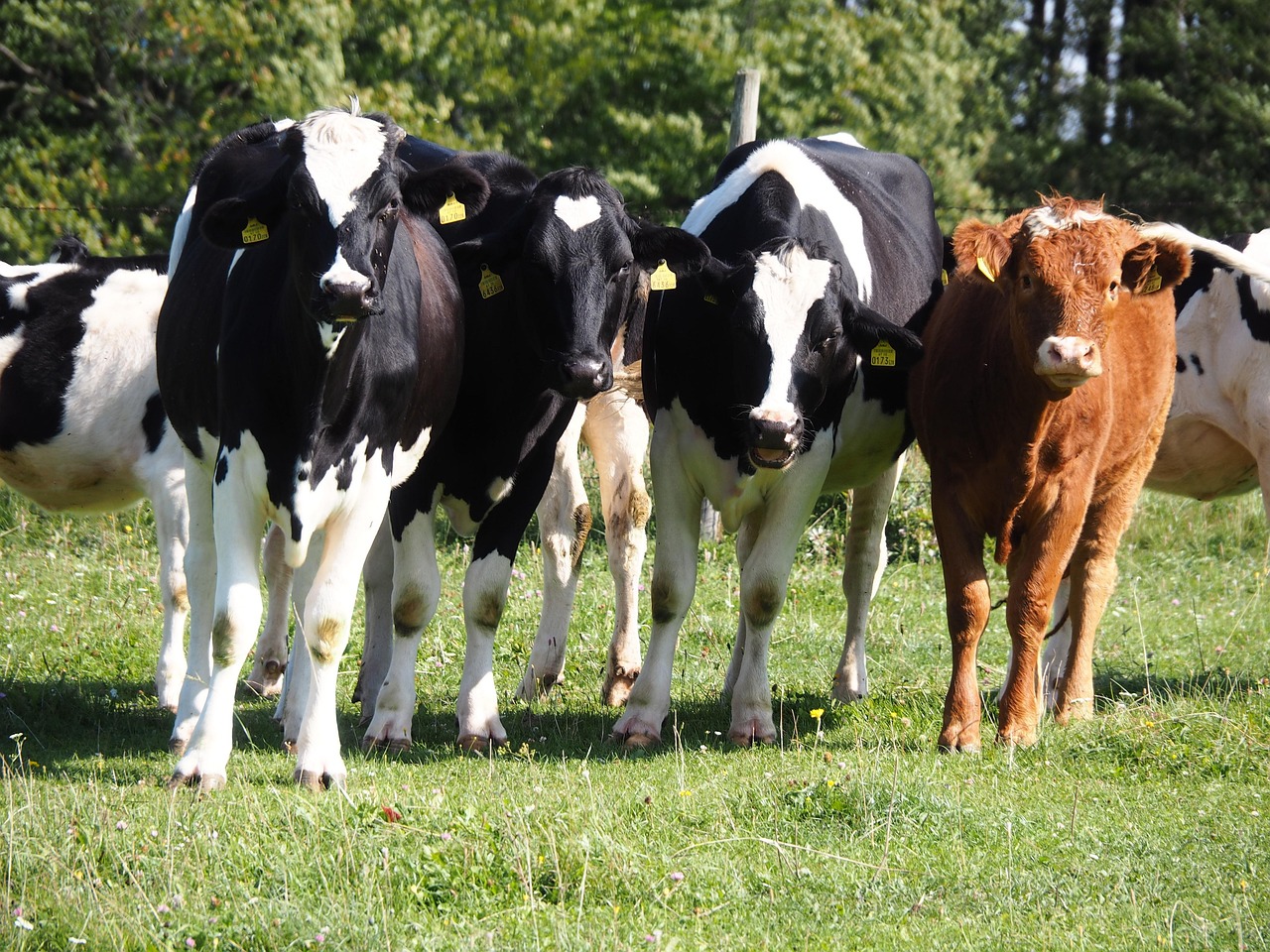 Cow Calf Pasture Free photo on Pixabay Pixabay