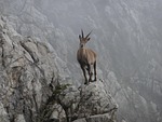 capricorn, animal, nature