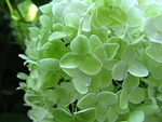 hydrangea, limelight, flower