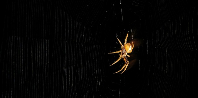 Arachnid, Spin, Insect