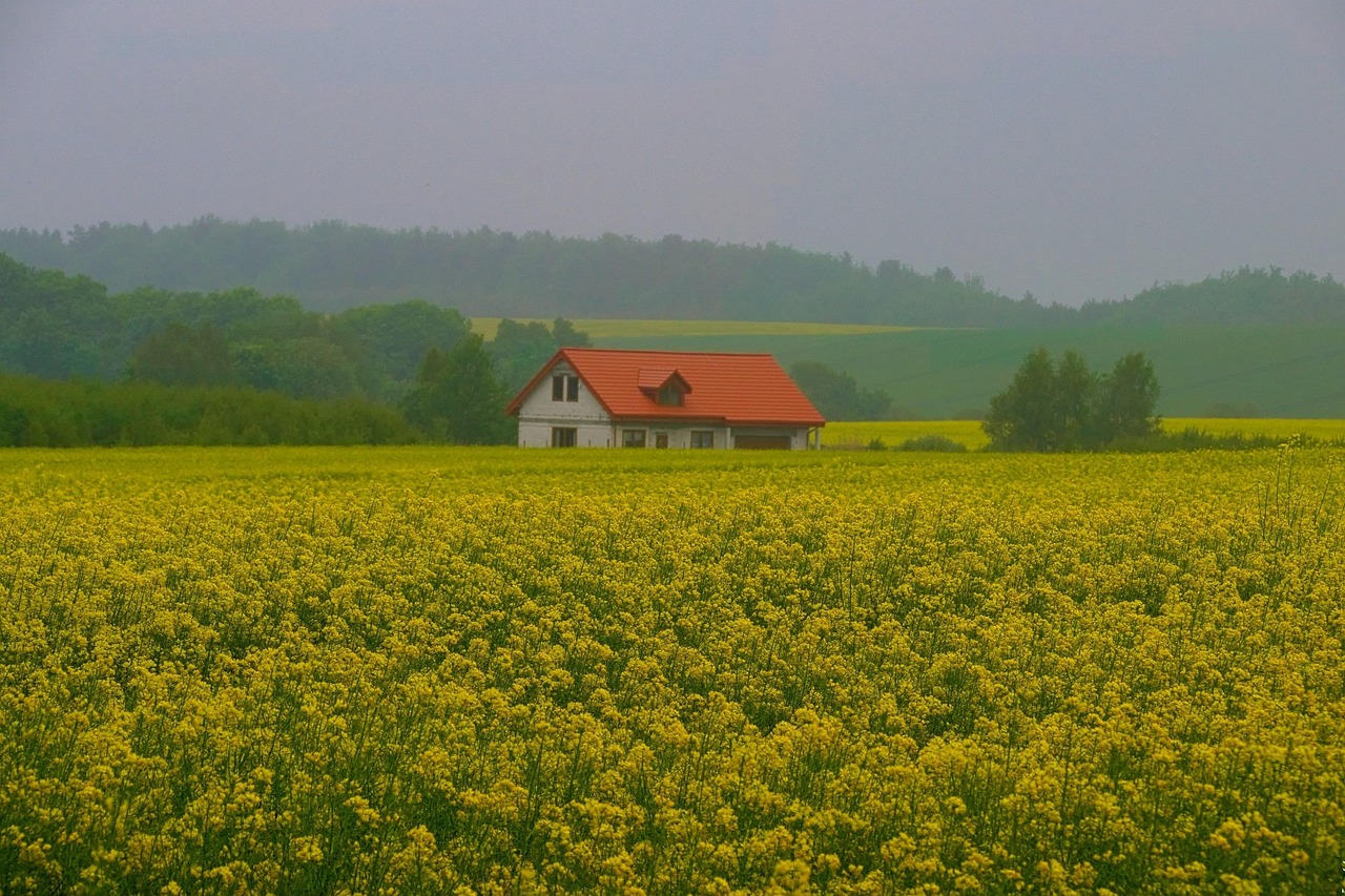 Rapeseed - free online jigsaw puzzle photo