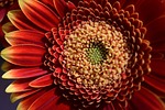 flower, gerbera, colorful