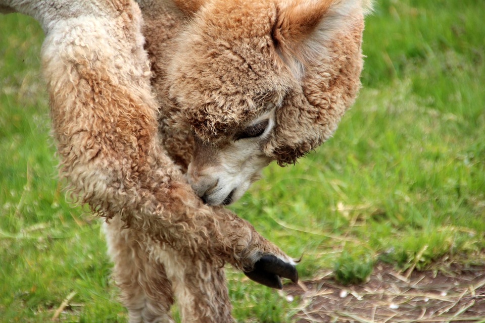 Alpaka Lama Hewan Foto Gratis Di Pixabay