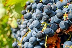 grapes, fruit, blue