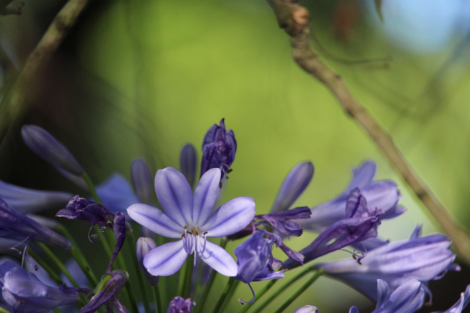 Flor Agapanthus Roxa - Foto gratuita no Pixabay - Pixabay