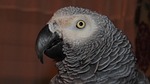 african grey, parrot, african