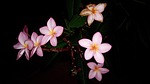 porcelain flower, porcelain flowers, beautiful flowers