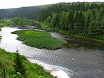 forest, nature, summer