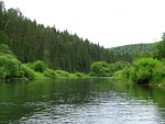 forest, nature, summer