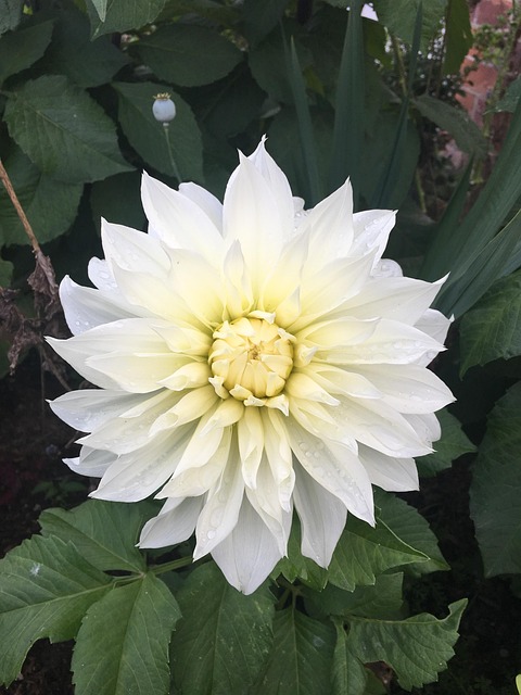 Free Aster White photo and picture