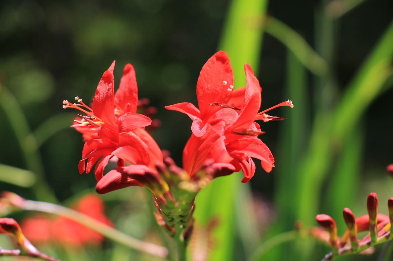 花 夏天 夏天花 - Pixabay上的免费照片 - Pixabay