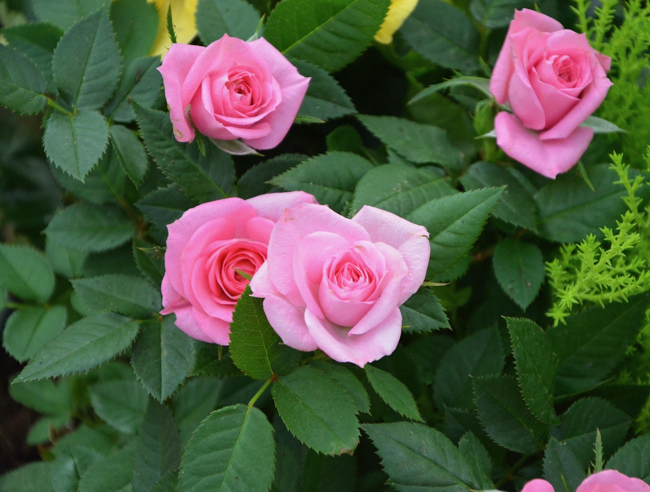 Pink Roses Color Free Photo On Pixabay