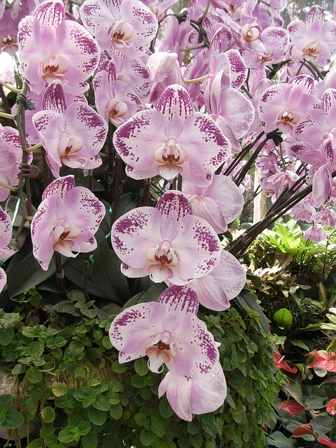 Free Orchid Flower Background photo and picture
