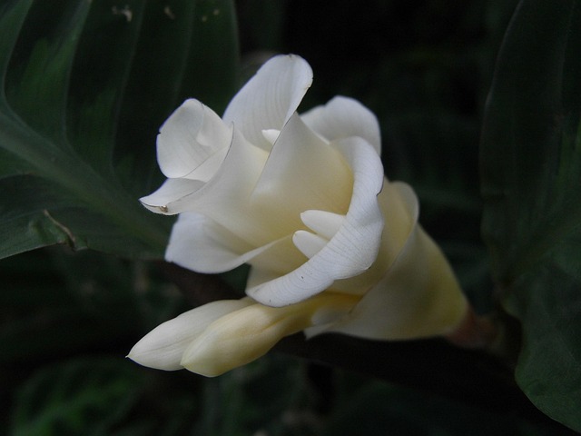 Free Flower Nature photo and picture