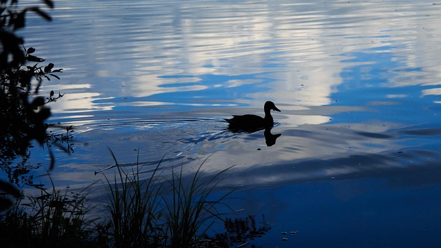 Free Duck Dusk photo and picture