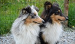 dog, dogs, shetland sheepdog