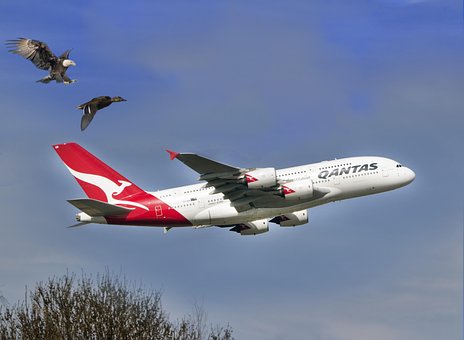 Free Eagle Duck photo and picture