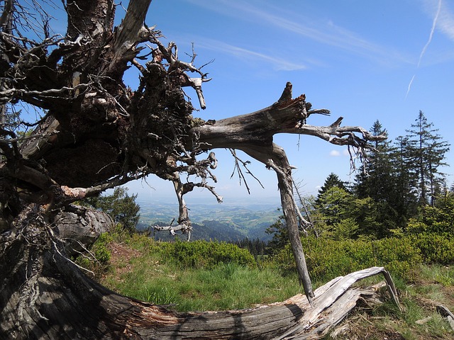 Boomstam, Hemel, Wortel, Boom, Natuur