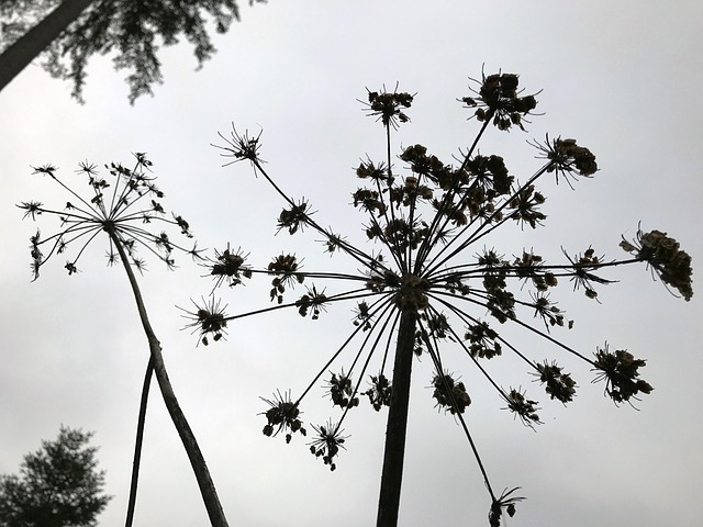 Plant, Silhouet, Natuur, Zwart En Wit