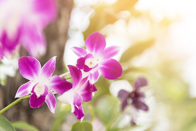 Free Orchid Flower photo and picture