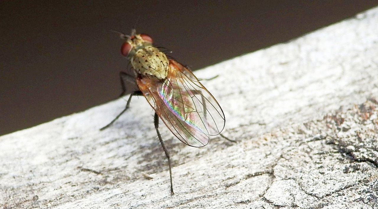Fly Insects Insect Free photo on Pixabay Pixabay